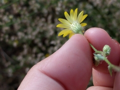 Croptilon hookerianum