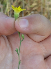 Croptilon hookerianum