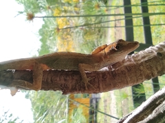 Anolis antonii