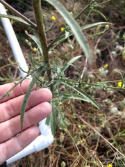 Croptilon hookerianum