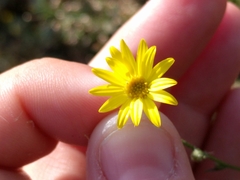 Croptilon hookerianum