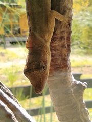 Anolis antonii
