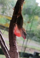 Anolis antonii