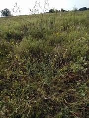 Croptilon hookerianum