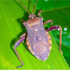 Camptischium