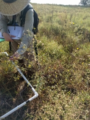 Croptilon hookerianum