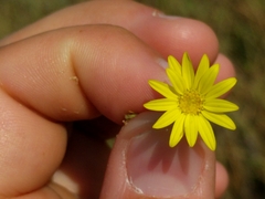 Croptilon hookerianum