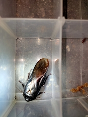 Panesthiinae