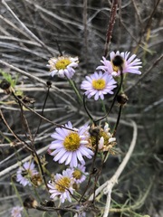 Erigeron blochmaniae