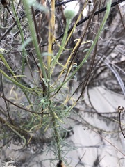 Erigeron blochmaniae