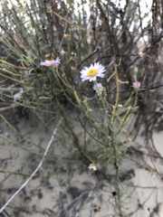 Erigeron blochmaniae