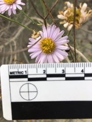 Erigeron blochmaniae