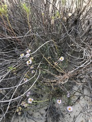 Erigeron blochmaniae