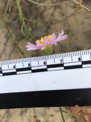 Erigeron blochmaniae
