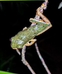 Pithecopus palliatus