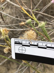 Erigeron blochmaniae