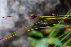 Oreojuncus monanthos