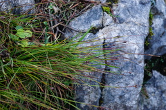 Oreojuncus monanthos