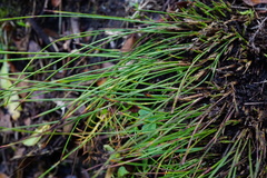 Oreojuncus monanthos