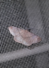 Petelia medardaria