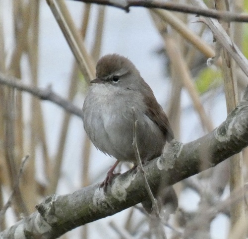 Cetti's Warbler, Boezemweg, Lexmond, Zuid-Holland, NL, photo 5 of 10