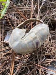 Sternotherus