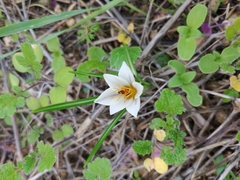 Crocus hyemalis
