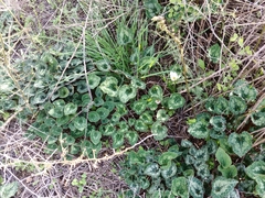 Cyclamen persicum