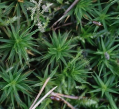 Polytrichum longisetum