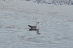 Larus canus