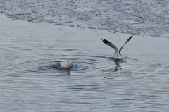 Larus canus
