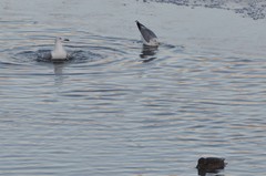 Larus canus