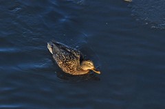 Anas platyrhynchos