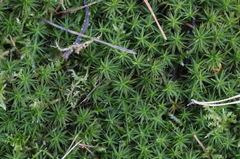 Polytrichum longisetum