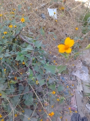 Simsia lagasceiformis