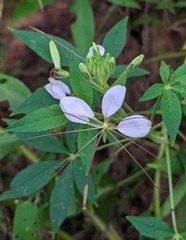 Cleome parviflora