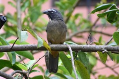 Saltator grandis