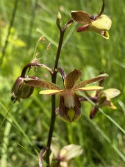 Eulophia parviflora