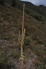 Verbascum songaricum