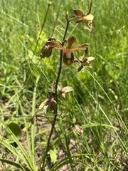 Eulophia parviflora