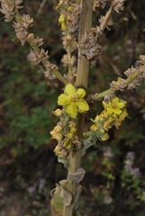 Verbascum songaricum