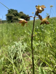 Eulophia parviflora