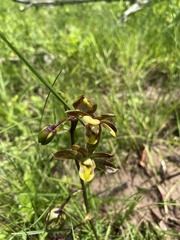 Eulophia parviflora