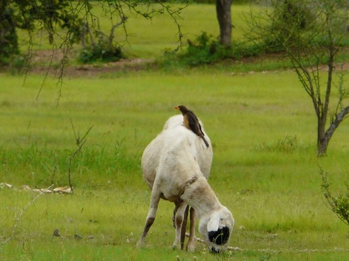 Yellow-billed Oxpecker (Buphagus africanus)