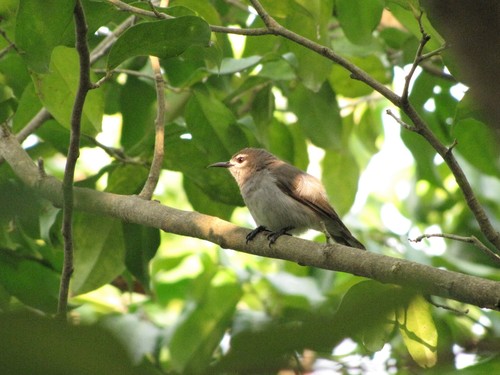 Mangrove Sunbird (Anthreptes gabonicus), photo 5