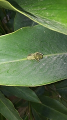 Attelabinae