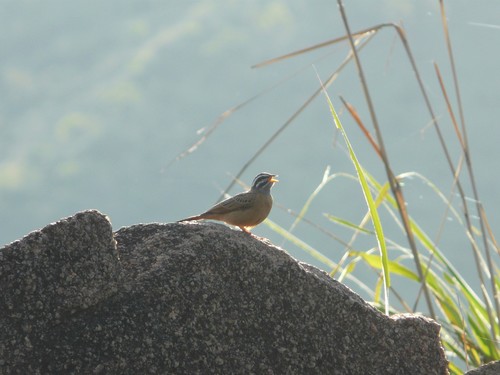 Gosling's Bunting (Emberiza goslingi), photo 4
