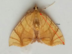Eulithis gracilineata