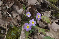 Primula vulgaris rubra