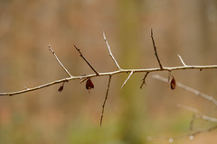 Crataegus